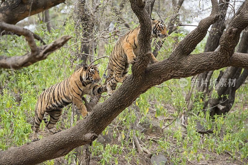 孟加拉虎(Panthera tigris tigris)在树上，被野生动物射杀